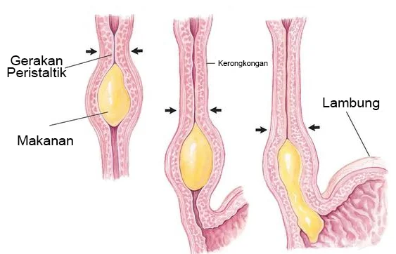 Kerongkongan