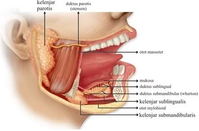 Kelenjar Ludah