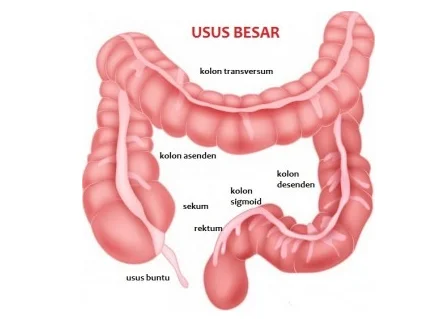 Usus Besar