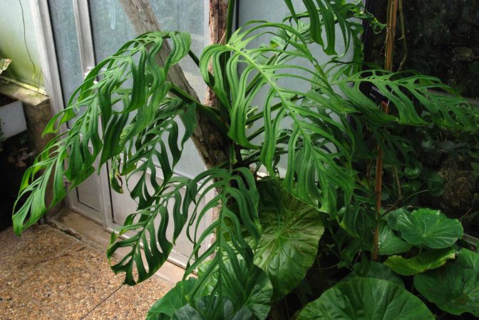 tanaman Monstera