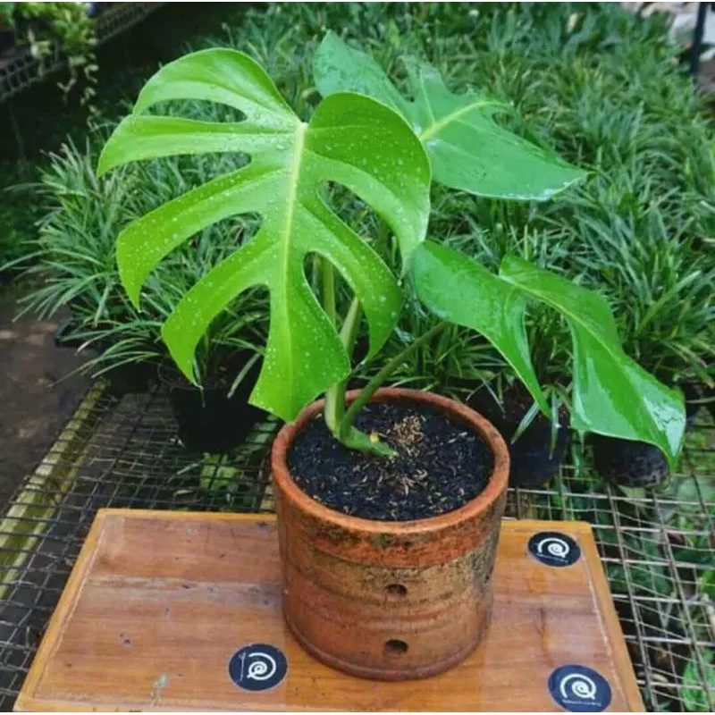 tanaman Monstera