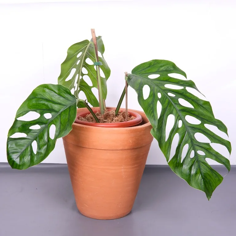 tanaman Monstera