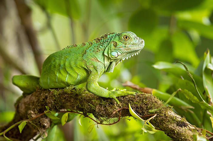 Hewan Iguana