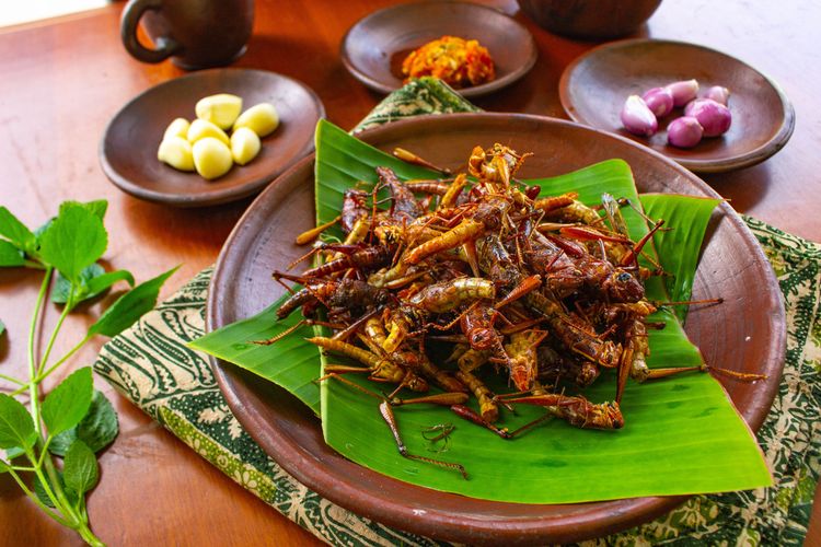 Makanan Khas Jogja Belalang Goreng