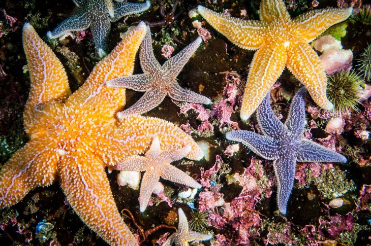 Bintang laut hewan invertebrata