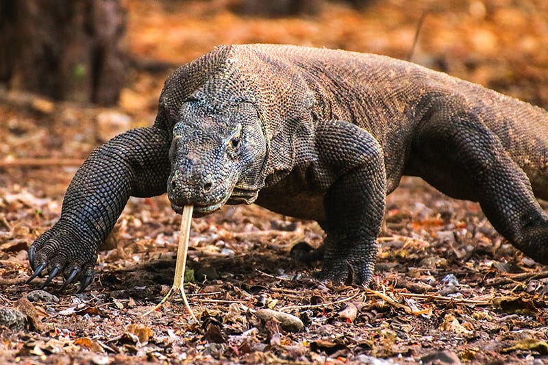 Hewan Langka Komodo