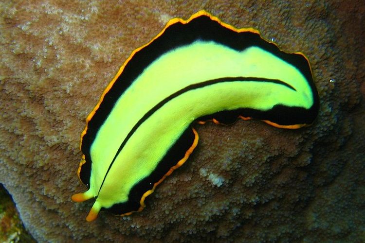 hewan invertebrata Platyhelminthes